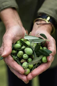 recolección de olivas AOVE premium
