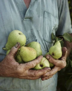 pera campo naturaleza sabiduría regenerativa agricultura